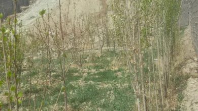 تصویر از فروس زمین مهرآباد | زمین مهر اباد | زمین رودهن